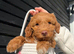 Cockapoo puppies