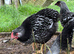 Silver Wyndotte Males