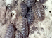 Clown isopods