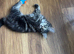 NFC cross ragdoll