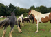 Gorgeous skewbald ISH x Cob mare