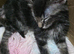 Lynx Ragdoll X kittens 10 weeks old ready to leave!