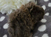 3 boars available