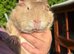 Guinea pigs looking for forever homes £10