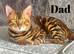 Beautiful Bengal Babies Ready Now