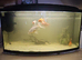 5 Goldfish, 60ltr fish tank. New filter need to sell as moving.