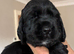 SHOW COCKER SPANIELS