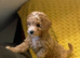ONLY 1 LEFT Beautiful Cavapoochon Puppies