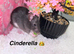 Beautiful mixed gender baby rats