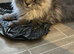 Full mainecoon kittens polydactyl. Ready now