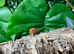 Yakhuna Geckos at Birmingham Reptiles