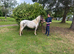 Freckles spotted roan 11.2hh 4yrs old mare