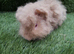 Boar guinea pigs