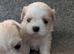 Stunning malshi puppy's