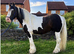 Luca is a 4 year old traditional cob gelding