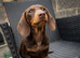 KC registered Miniature Dachshund puppy’s