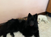 *Proven* Solid Black (Long Coat) German Shepherd