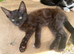 Two ten week old male kittens