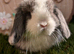 Mini lop