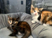 8 week old kittens