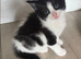 Mixed breed rag doll x local cat