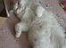 Rehoming 2 gorgeous boys