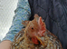 Stevie Cockerel wants a new home
