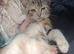 Kitten s Maine coon cross