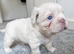 PLATINUM FLUFFY FRENCHIE PUPPY!