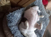 Old thyme english bulldog