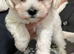 READY TO LEAVE NOW &ndash; Beautiful Maltese Puppies Looking for Their Forever Homes!