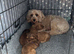 LAST 3! Toy F2 Cockapoo Puppies - Poole
