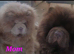 Quality chow chow puppies