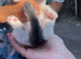 Kittens for sale