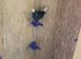 Young birds