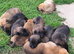 Malinios cross dutch herder pups