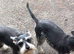 2 sisters looking for new homes