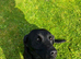 Beautiful Girl Willow