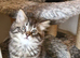 Ragdoll Mix kittens. Possible delivery