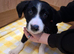 4 male Border Collie puppies for sale