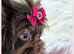 2 beautiful tea cup Yorkshire puppies