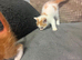 2 gorgeous male kittens for sale