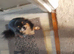 Chihuahua for sale