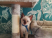 3 left beutiful kittens :) looking forever homes. ready now