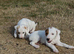 Two Jack Russell Dog Pups for Sale