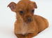 Female Chihuahuas