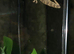 Mourning Geckos with complete setup