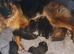 German shepherd puppies