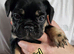French bulldog s black tan and blue lilac