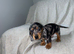 I have girls silver dapple dachshunds ready now